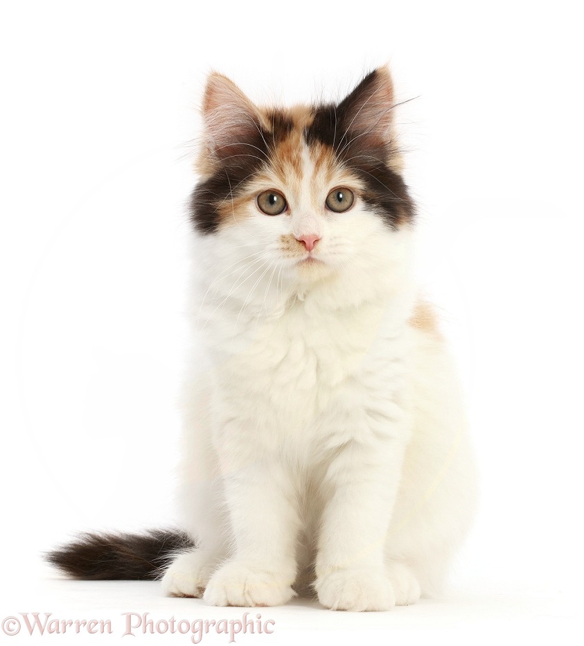 Calico Persian x Ragdoll kitten, shaking her head, white background