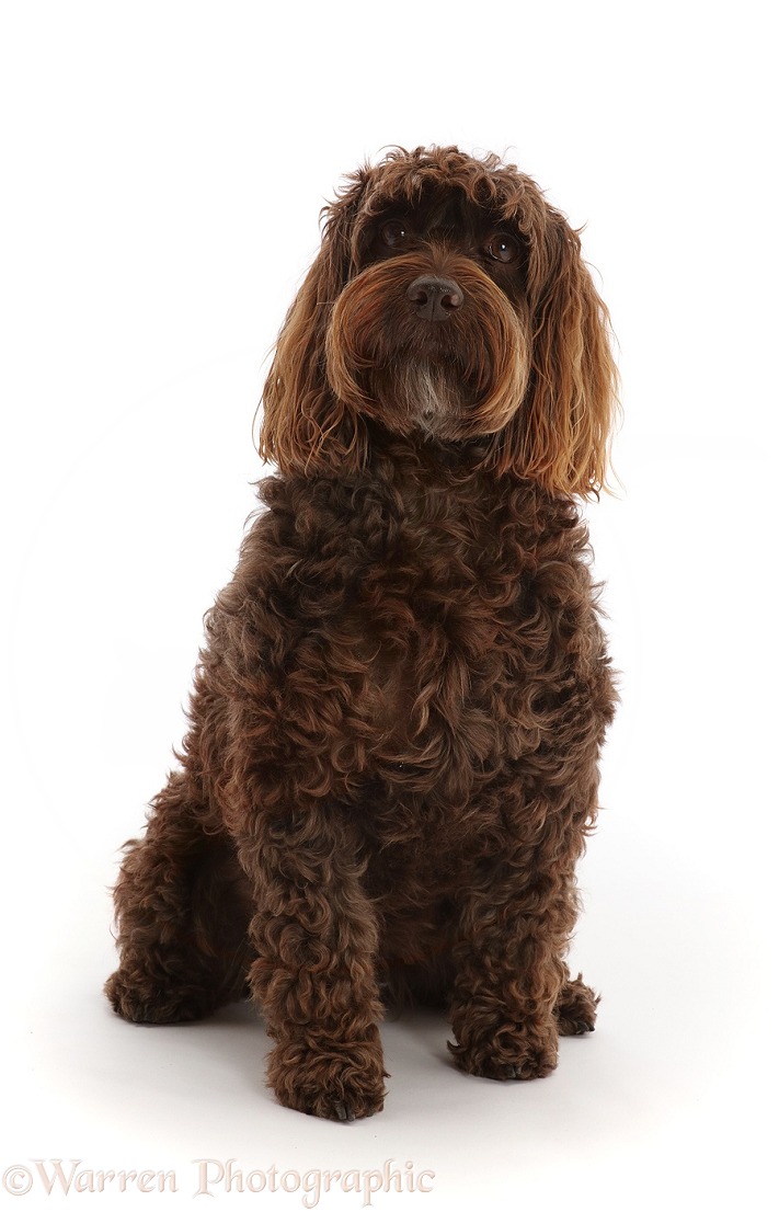 Chocolate Cockapoo, Rosie, 6 years old, sitting, white background