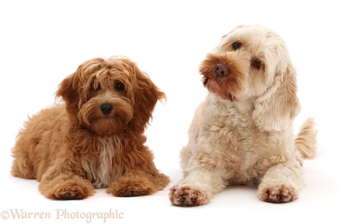 Cream Cockapoo bitch, Skipper, 6 years old, with Orange Cockapoo pup, Bosun, 4 months old, white background