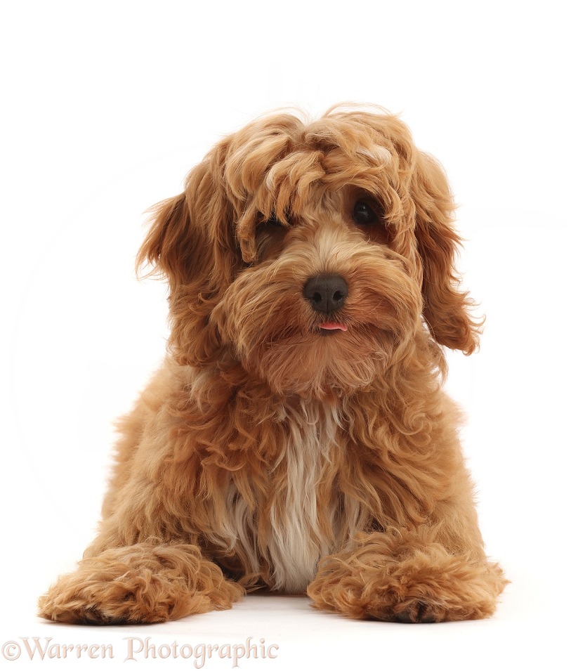 Orange Cockapoo pup, Bosun, 4 months old, white background