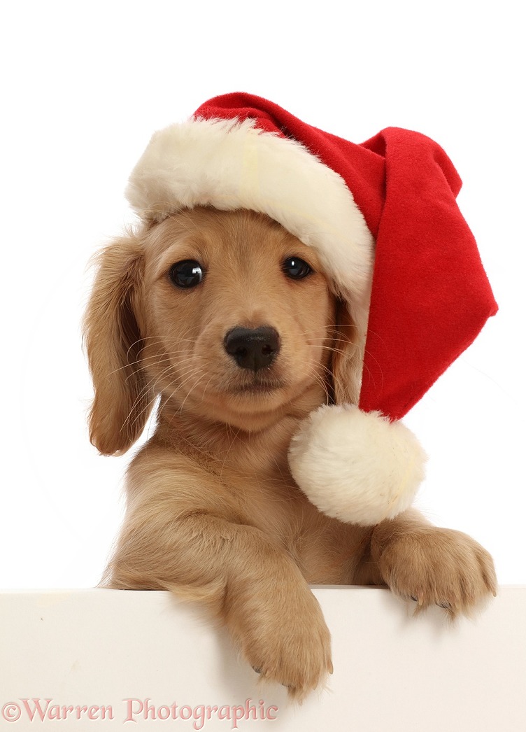Cream Dachshund puppy, 9 weeks old, with paws over, wearing a Santa hat, white background