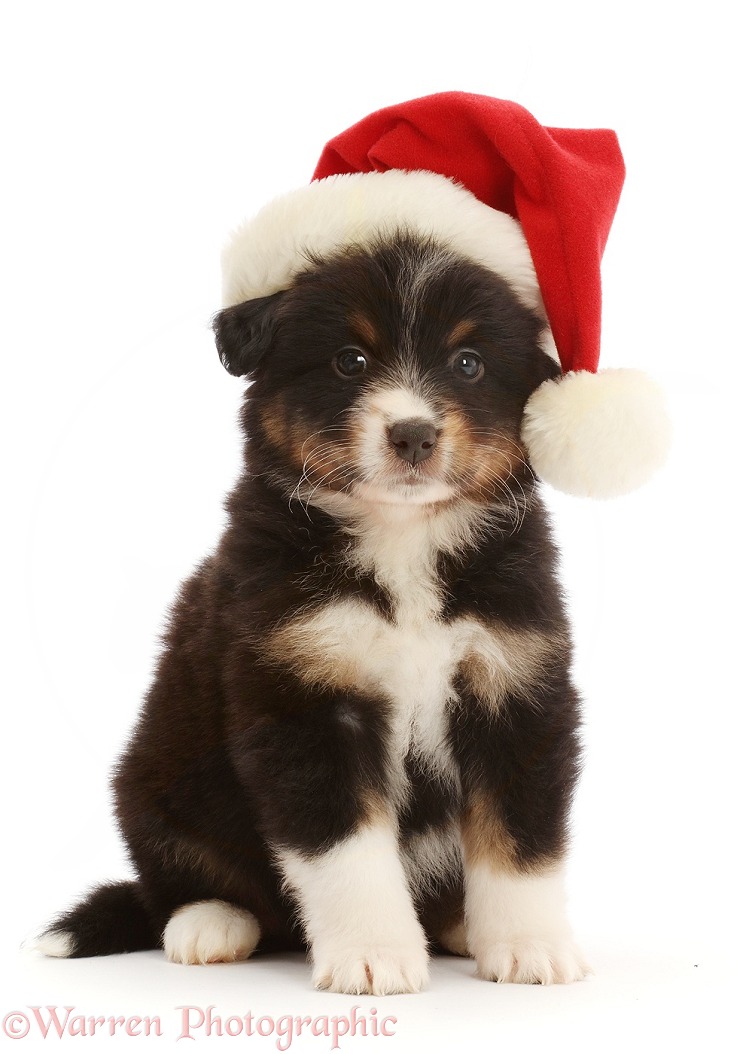 Tricolour Miniature American Shepherd puppy, 7 weeks old, wearing a Father Christmas hat, white background