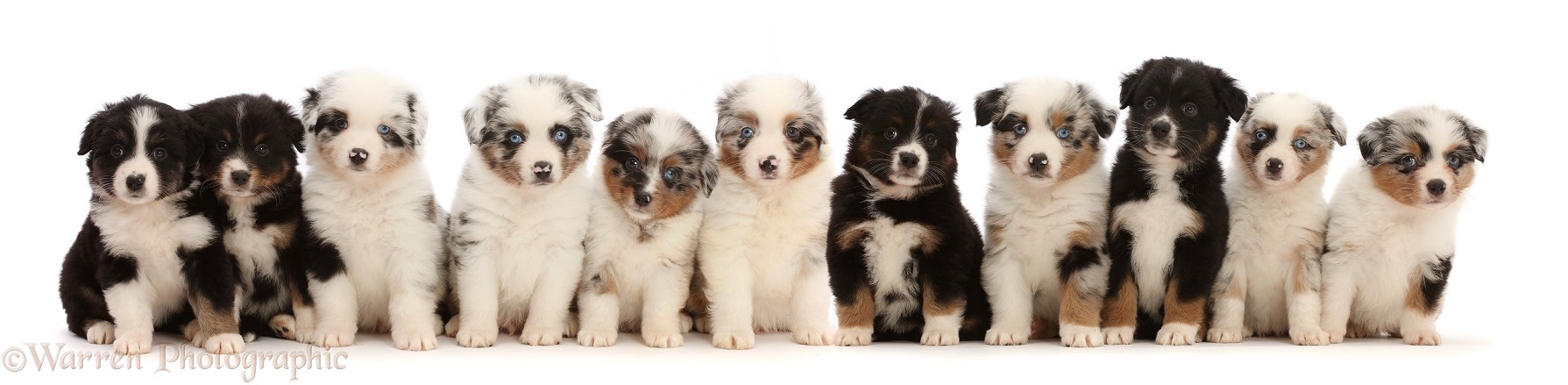 Eleven Miniature American Shepherd puppies, 7 weeks old, sitting in a row, white background
