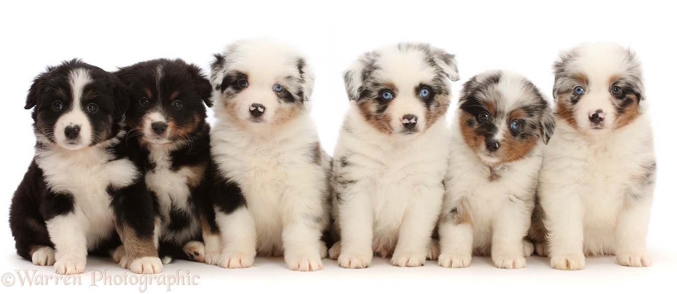 Six Miniature American Shepherd puppies, 7 weeks old, sitting in a row, white background