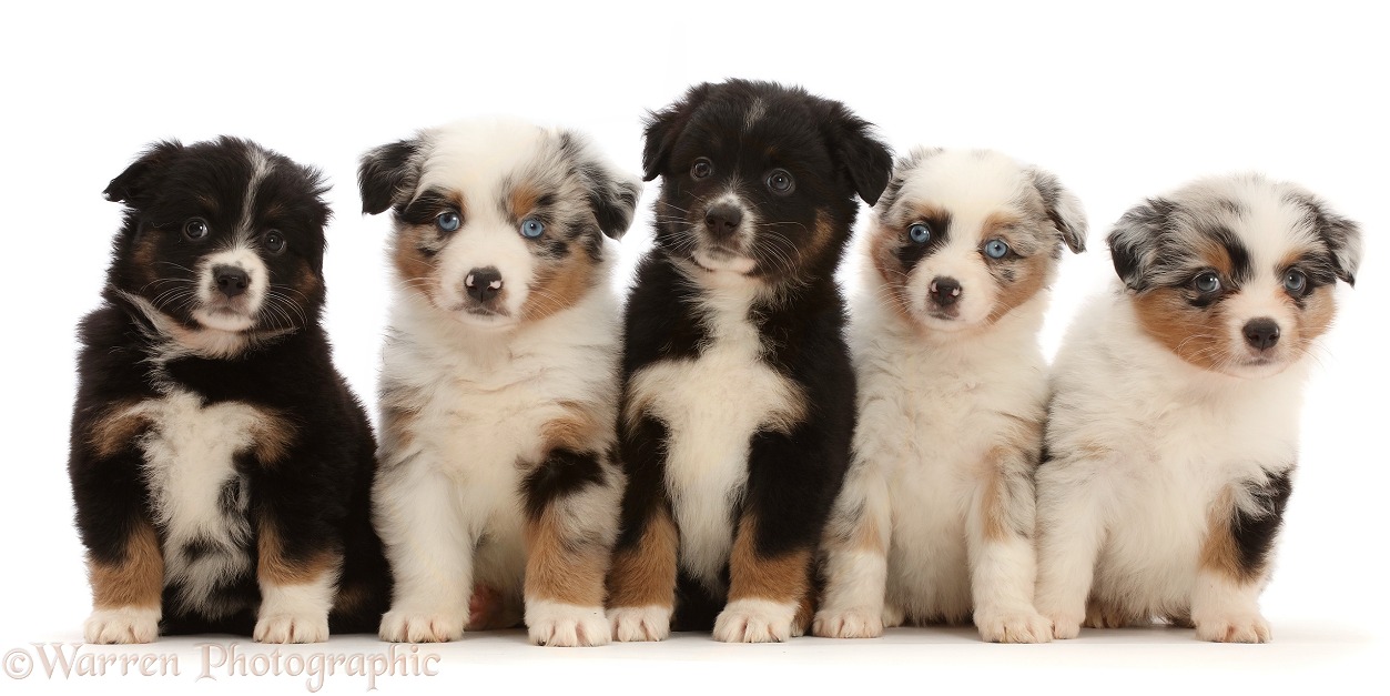 Five Miniature American Shepherd puppies, 7 weeks old, sitting in a row, white background