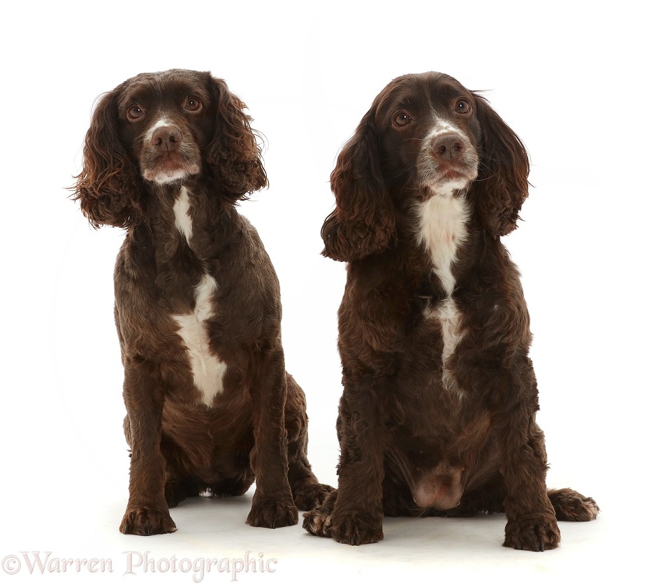 Chocolate Cocker Spaniels, sitting together, white background