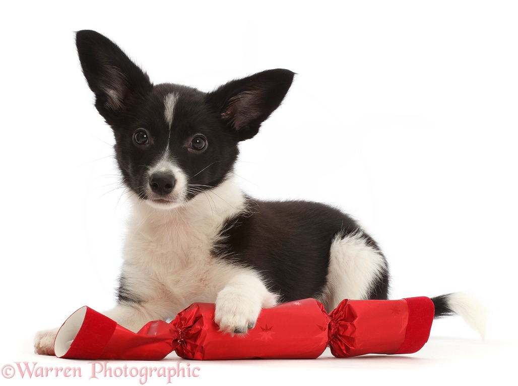Collie x Papillon bitch puppy, Pika, 12 weeks old, with Christmas cracker, white background