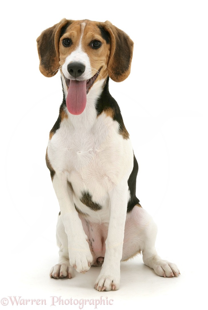 Portrait of Beagle, sitting with tongue out, white background
