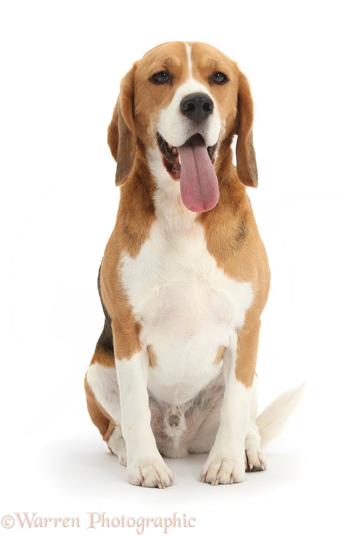 Beagle dog, Bruce, sitting, with tongue out, white background