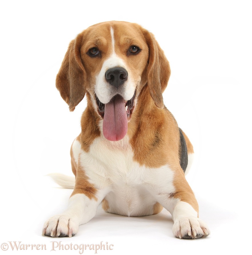 Beagle dog, Bruce, lying with head up, with tongue out, white background