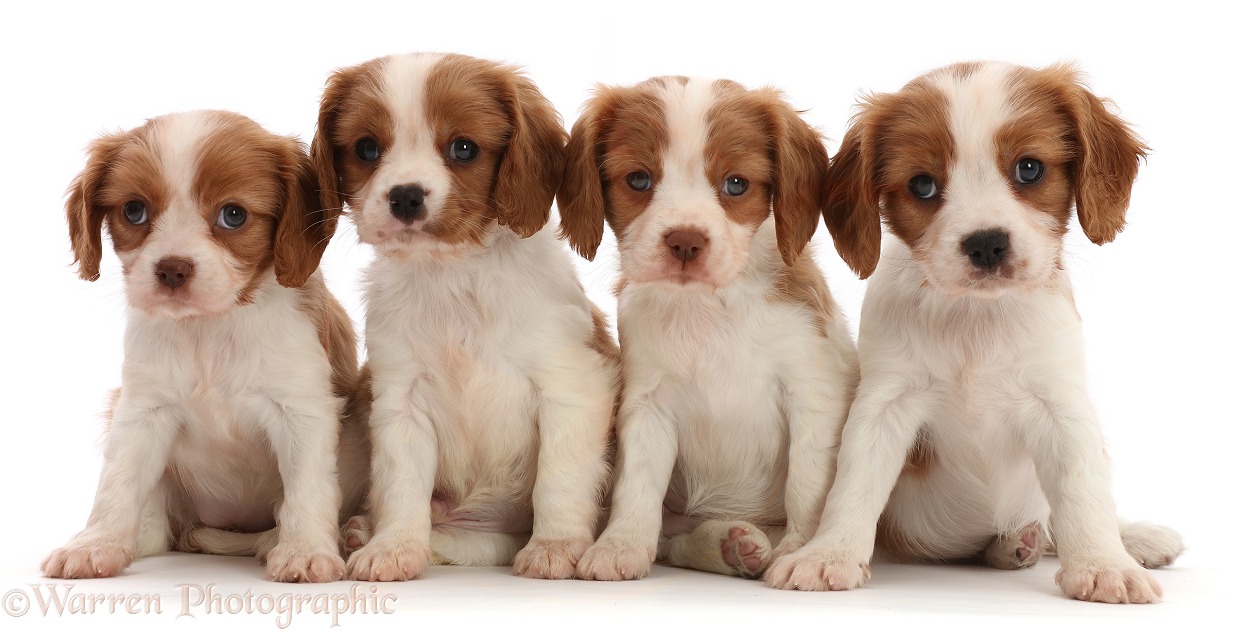Four Blenheim Cavalier King Charles Spaniel puppies sitting in a row, white background