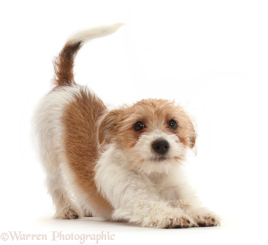 Tan-and-white Jack Russell Terrier puppy in play-bow, white background
