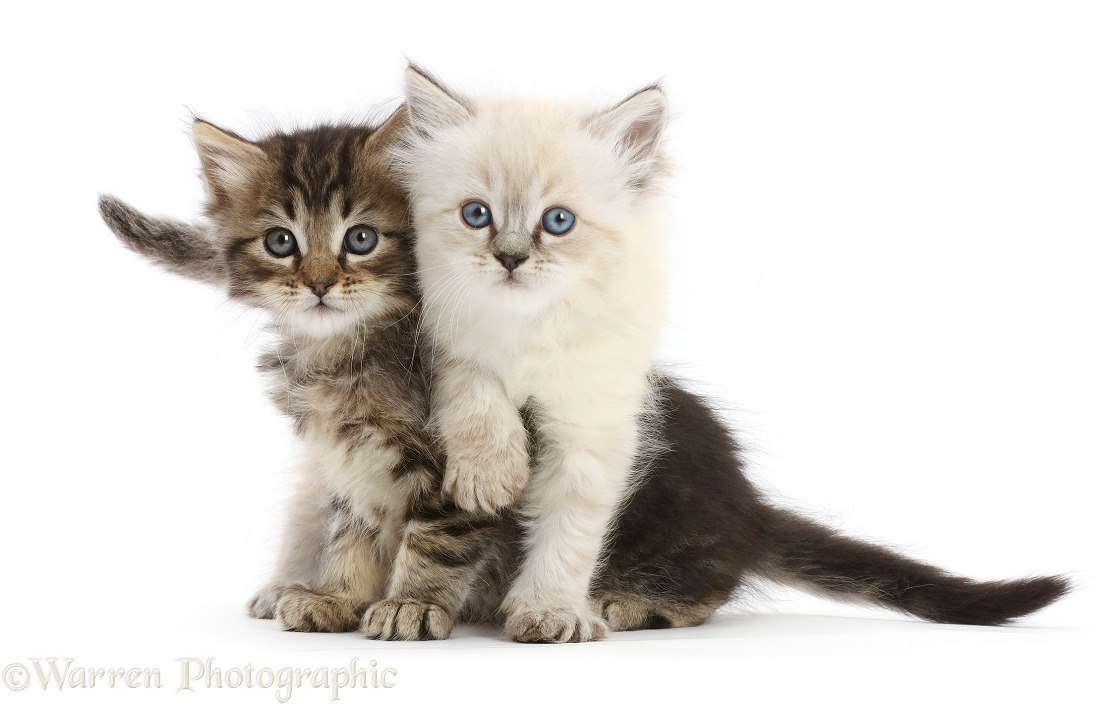Two Ragdoll-cross kittens, 6 weeks old, white background