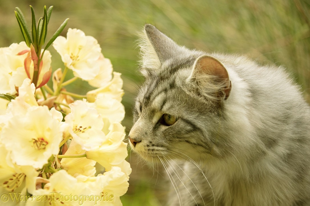 Silver tabby cat, Blaze, 10 months old, sniffing yellow Rhododendron flowers