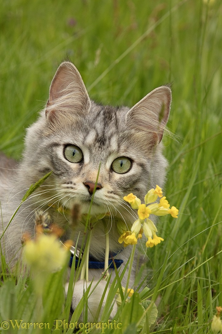 Silver tabby cat, Freya, 10 months old, among Cowslip flowers