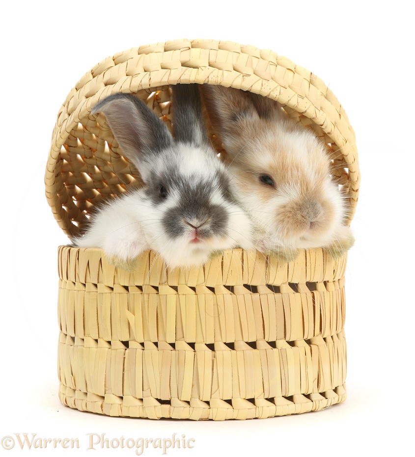 Baby bunnies in a wicker basket, white background