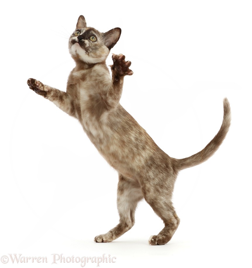 Tortoiseshell Burmese kitten, standing up on hind legs, white background