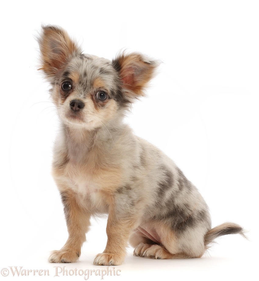 Tricolour Lilac Merle Chihuahua puppy, sitting, white background