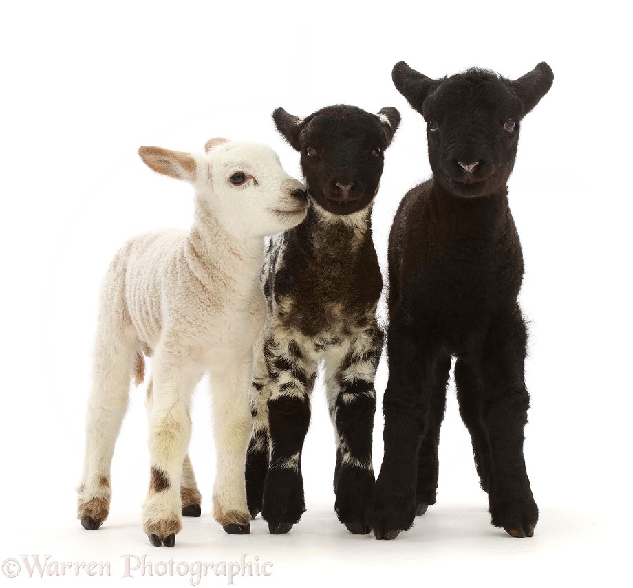Suffolk and Textel cross Mule lambs, 10 days old, white background