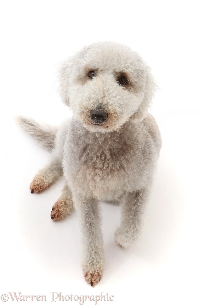 Blue Bedlington Terrier, Biscuit, 6 years old, sitting and looking up, white background