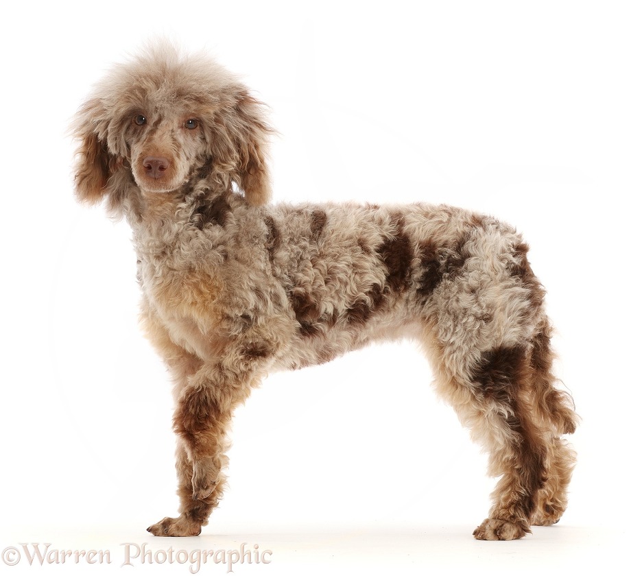 Chocolate merle Poodle standing, white background