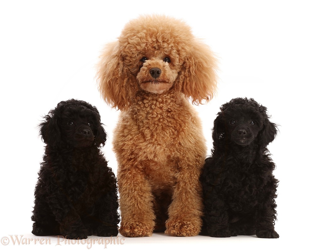 Apricot mother poodle with two black pups, white background