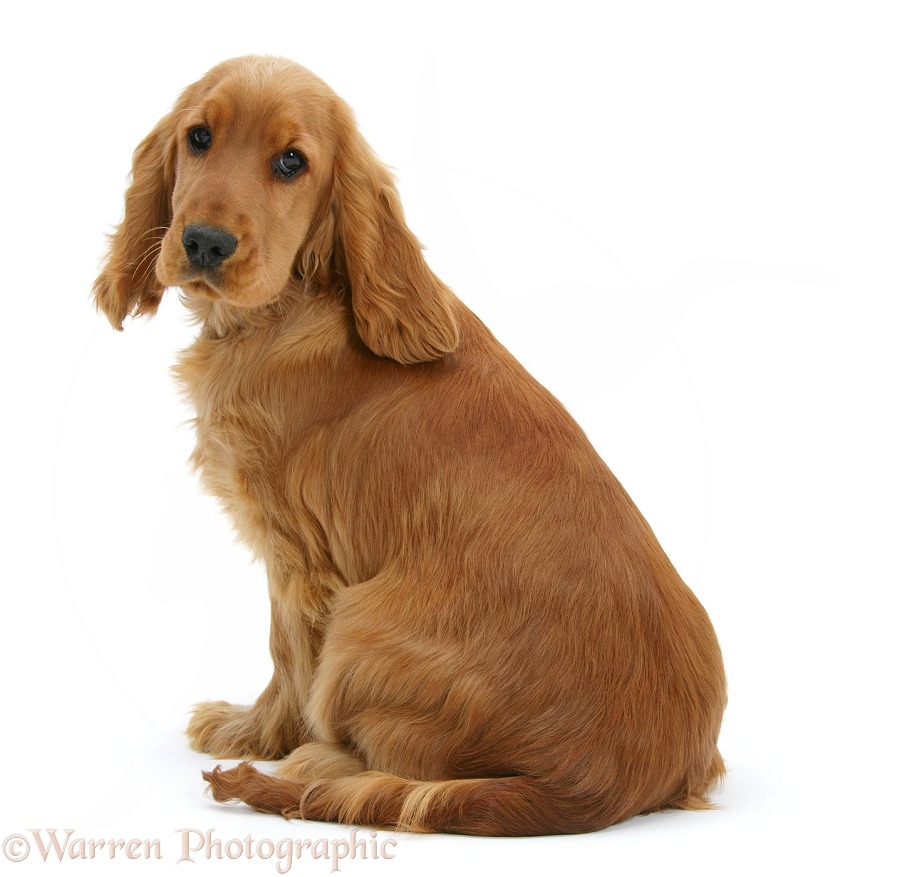Red/Golden English Cocker Spaniel, 5 months old, sitting and looking over shoulder, white background