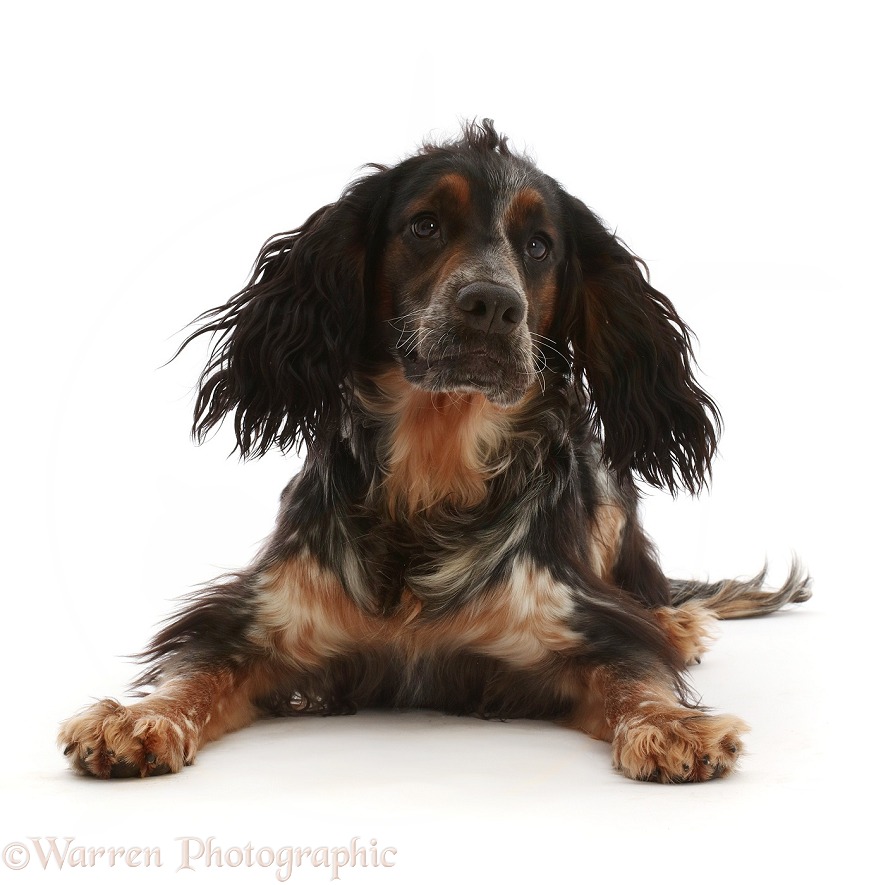 Blue Roan Tricolour Cocker Spaniel, lying with head up, white background