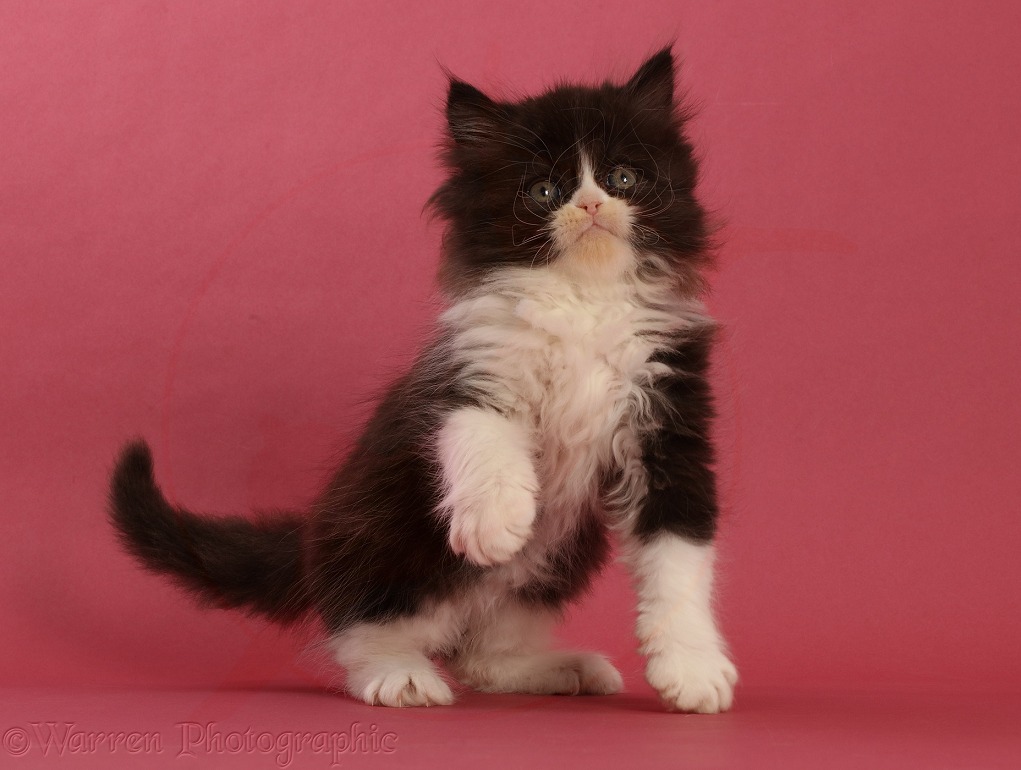 Black-and-white Persian cross kitten, 7 weeks old, on pink background