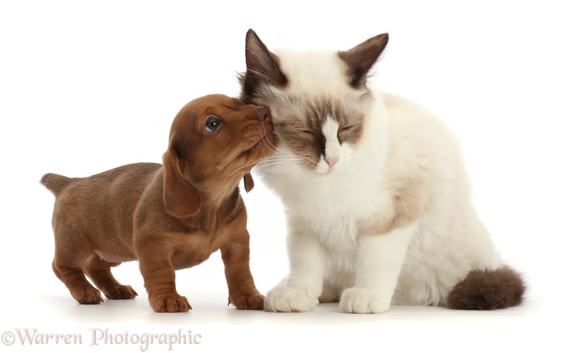 Ragdoll kitten, rubbing against Dachshund puppy, white background
