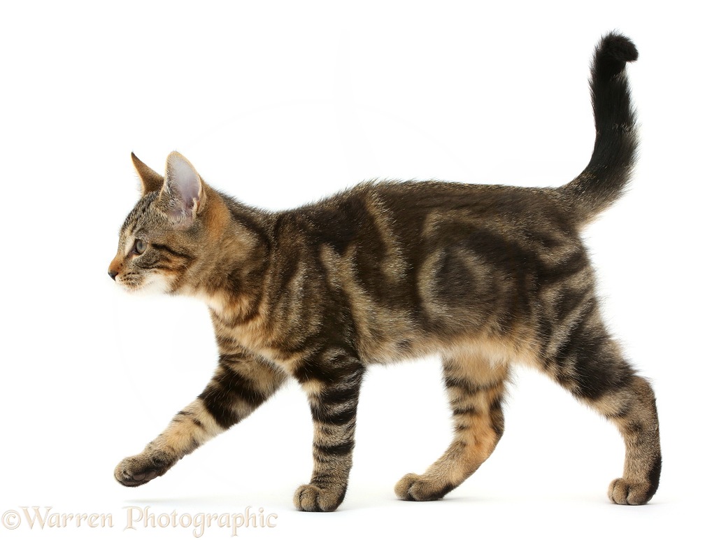 Tabby kitten, Picasso, 3 months old, walking across, white background