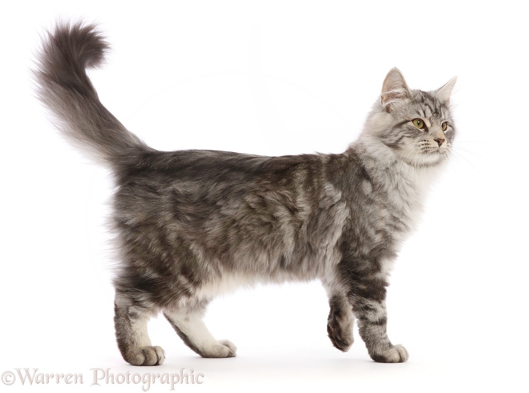 Silver tabby kitten, Blaze, 4 months old, walking across, white background