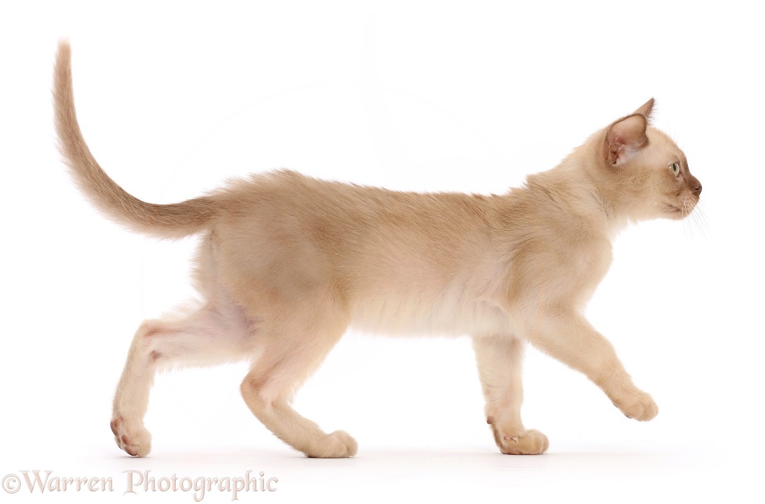 Chocolate Burmese kitten, walking across, white background