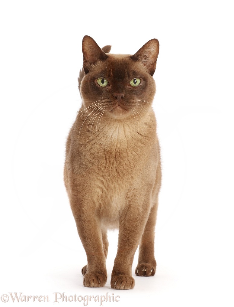 Burmese male cat, standing, white background