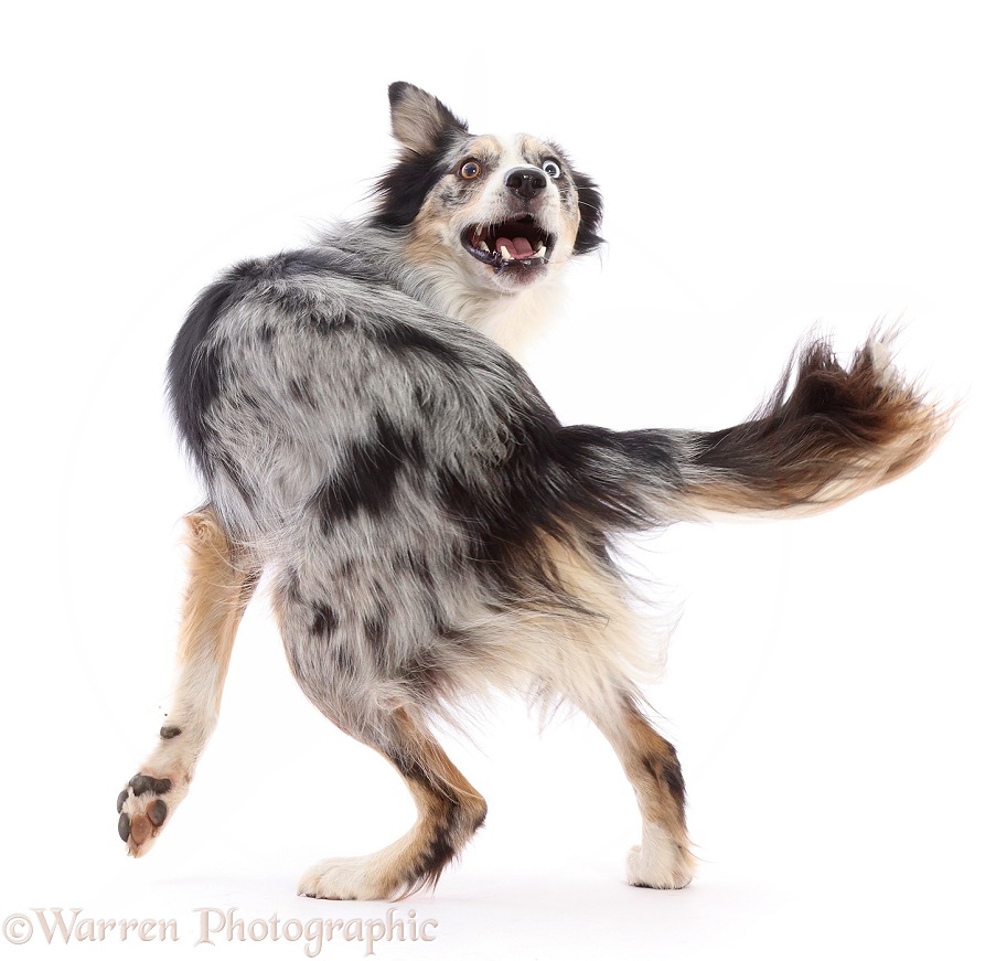 Border Collie x Bearded Collie dog, Shady, 2 years old, turning on the spot, white background