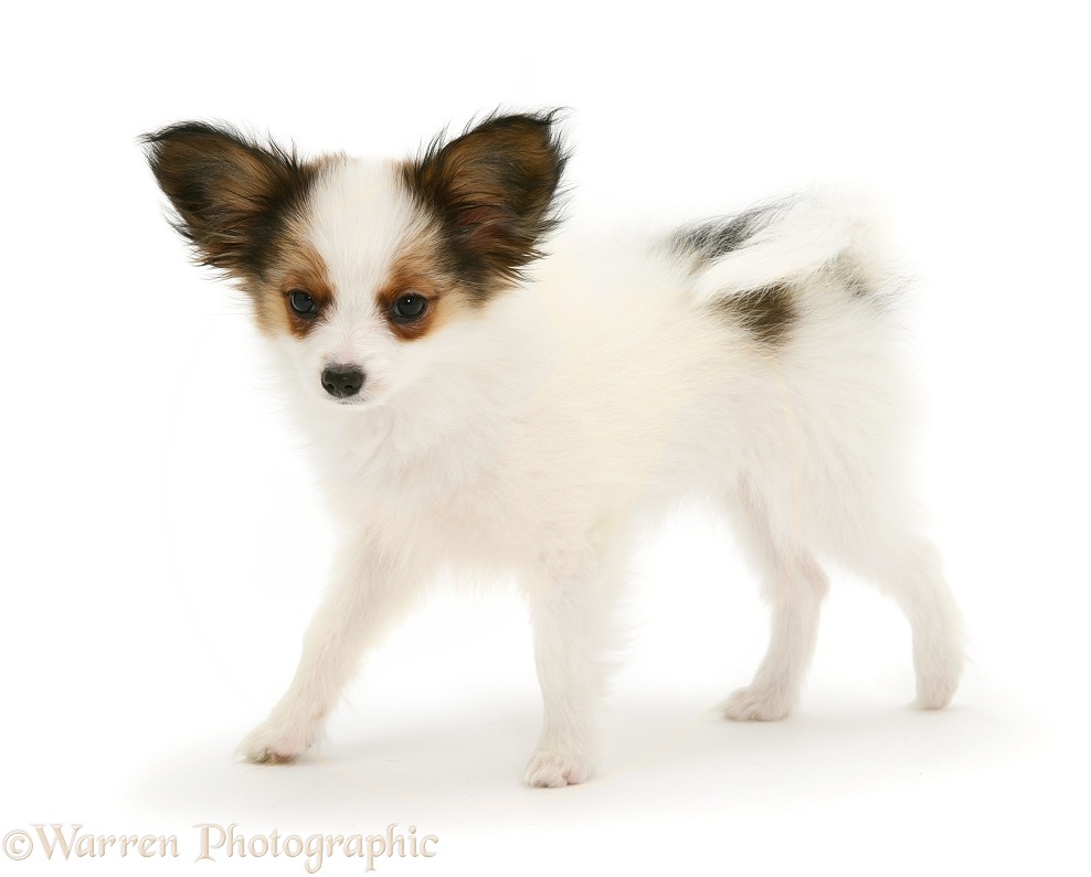 Papillon puppy, walking across, white background