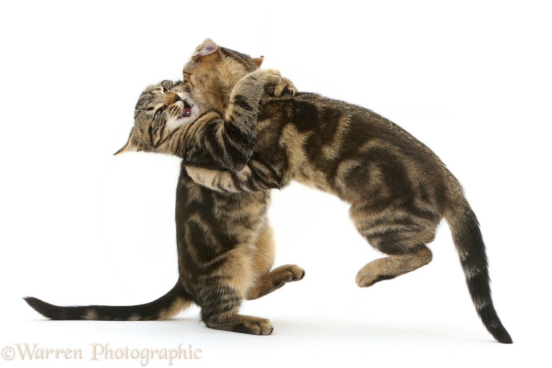 Two tabby kittens, Smudge and Picasso, 3 months old, grappling in play fight, white background