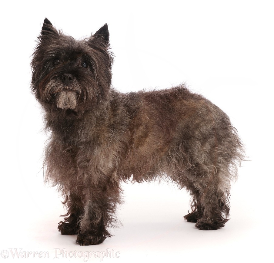 Senior Black Brindle Cairn Terrier bitch, Pru, 15 years old, standing, white background