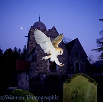 Barn Owl & Albury Church