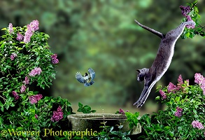 Lilac cat leaping at Blue tit
