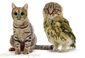 Owl & Pussycat