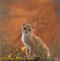 Spirit of the cat - Lion