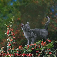 Spirit of the cat - Black Panther
