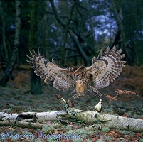 Tawny Owl & Mouse on a Birch log