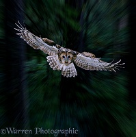 Tawny Owl flying through Woods
