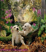 Labrador Pups and Wolf spirit