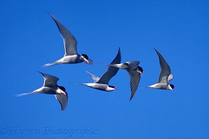Arctic Terns in flight
