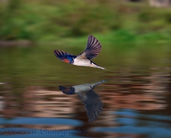 Swallow with reflection