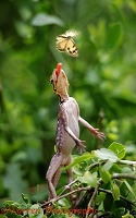 Agama lizard catching butterflies