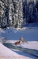 Foxes and snow in Manning Park
